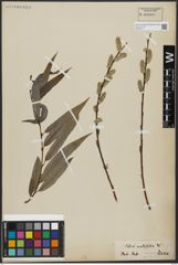 Foto von Salix acutifolia Willd.